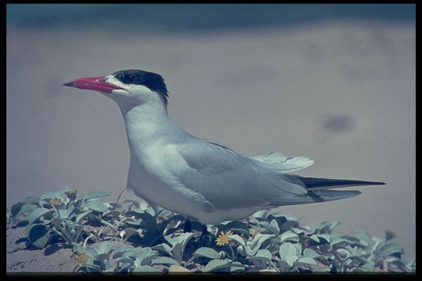 268034 Caspian Tern A4 Photo Print