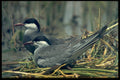 268035 Whiskered Tern A4 Photo Print