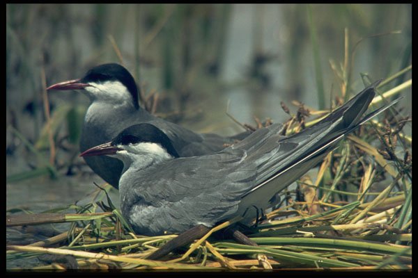 268035 Whiskered Tern A4 Photo Print