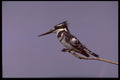 268036 Pied Kingfisher A4 Photo Print