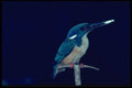 268037 Halfcollared Kingfisher A4 Photo Print