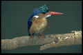 268038 Malachite Kingfisher A4 Photo Print