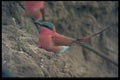268039 Carmine Bee Eater A4 Photo Print