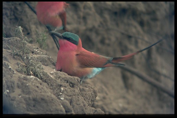 268039 Carmine Bee Eater A4 Photo Print