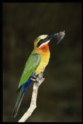 268040 Whitefronted Bee Eater A4 Photo Print