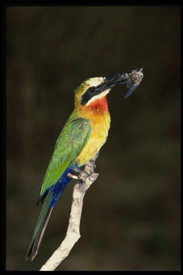 268040 Whitefronted Bee Eater A4 Photo Print