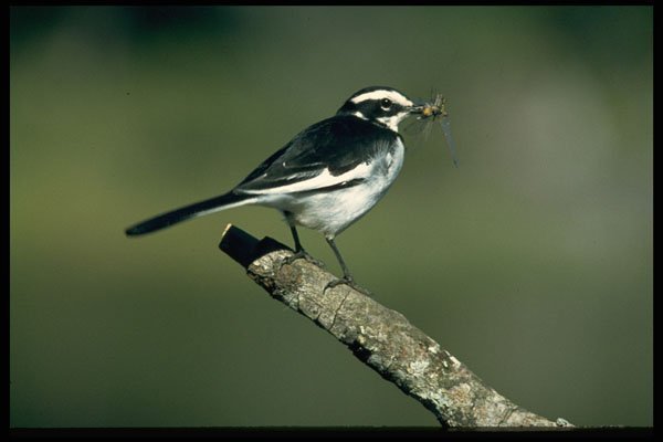 268041 Pied Wagtail A4 Photo Print