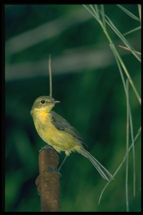 268042 Yellow Warbler A4 Photo Print