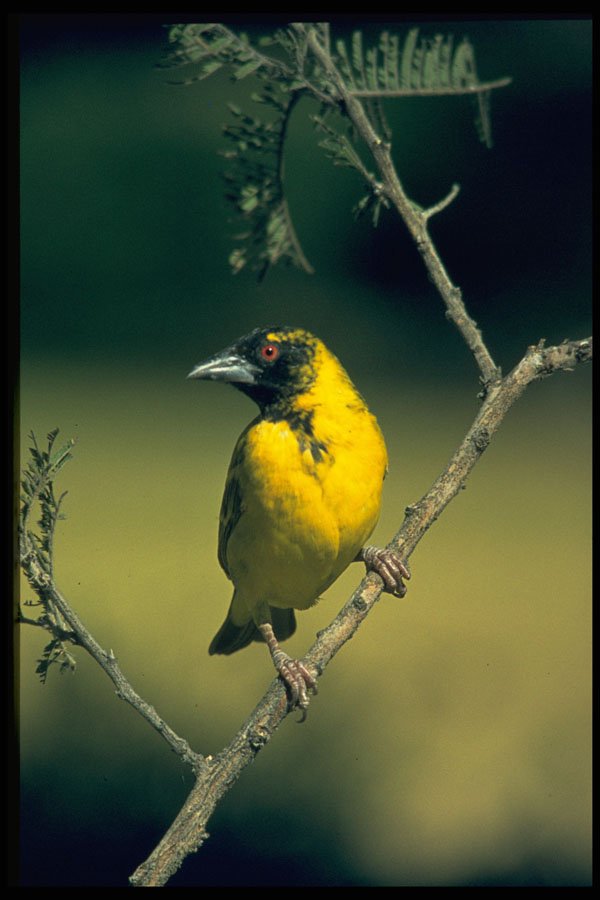 268043 Spottedbacked Weaver A4 Photo Print