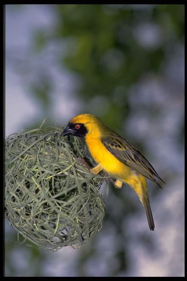 268044 Masked Weaver A4 Photo Print