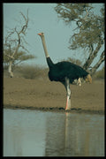 268045 Ostrich A4 Photo Print