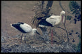 268046 White Stork A4 Photo Print