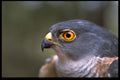 268047 Little Sparrowhawk A4 Photo Print
