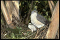 268048 African Goshawk A4 Photo Print