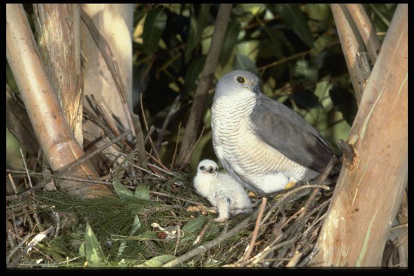 268048 African Goshawk A4 Photo Print