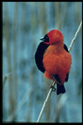 268049 Red Bishop Bird A4 Photo Print