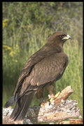 268050 Wahlberg's Eagle A4 Photo Print