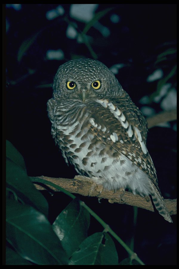268051 Barred Owl A4 Photo Print