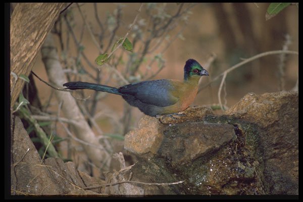 268053 Purple Crested Lourie A4 Photo Print