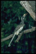268054 Grey Hornbill A4 Photo Print