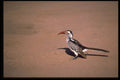 268055 Redbilled Hornbill A4 Photo Print