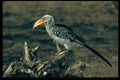 268056 Yellowbilled Hornbill A4 Photo Print