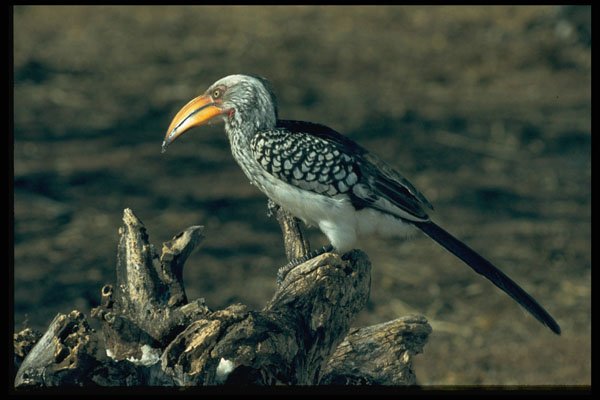 268056 Yellowbilled Hornbill A4 Photo Print