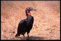 268057 Ground Hornbill A4 Photo Print