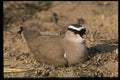 268058 Crowned Plover A4 Photo Print