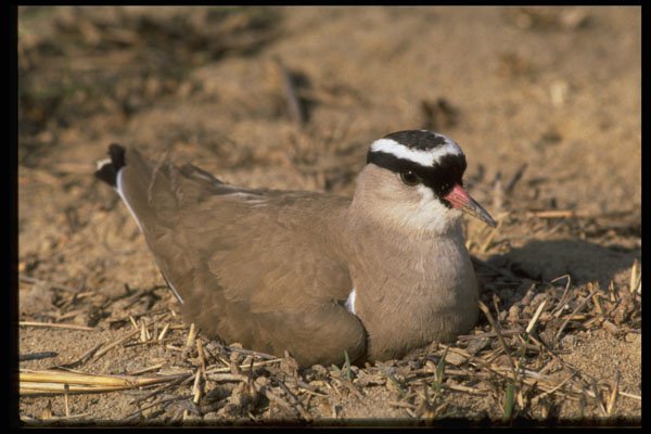 268058 Crowned Plover A4 Photo Print