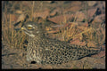 268059 Spotted Dikkop A4 Photo Print