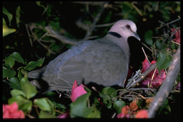 268060 Redeye'd Dove A4 Photo Print