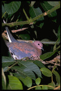 268061 Laughing Dove A4 Photo Print