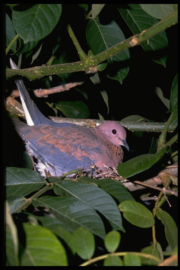 268061 Laughing Dove A4 Photo Print