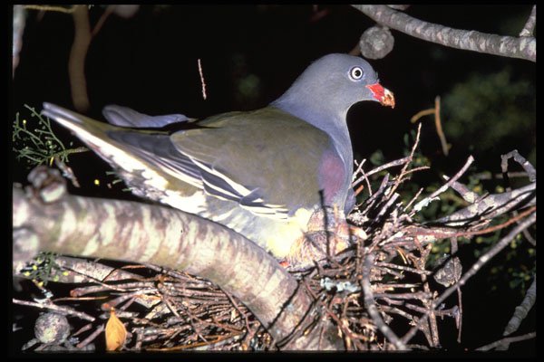 268062 Green Pigeon A4 Photo Print