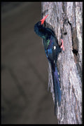 268063 Redbilled Wood Hoopoe A4 Photo Print
