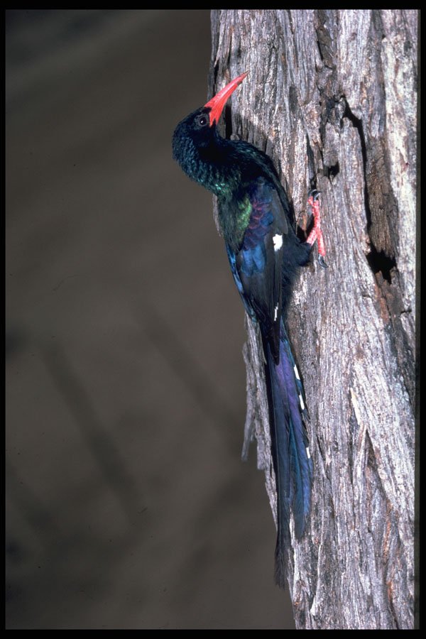 268063 Redbilled Wood Hoopoe A4 Photo Print