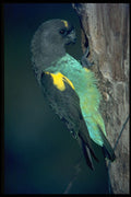 268064 Meyer's Parrot A4 Photo Print