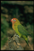 268065 Lilians Lovebird A4 Photo Print