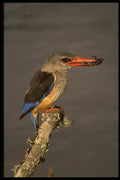 268066 Greyhooded Kingfisher A4 Photo Print