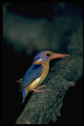 268067 Pygmy Kingfisher A4 Photo Print