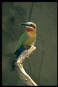 268068 Whitefronted Bee Eater A4 Photo Print