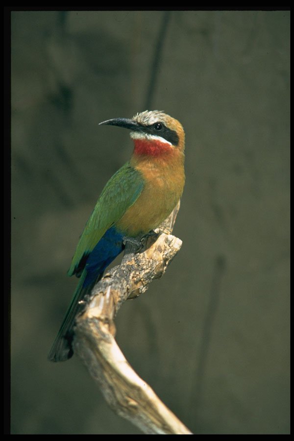 268068 Whitefronted Bee Eater A4 Photo Print