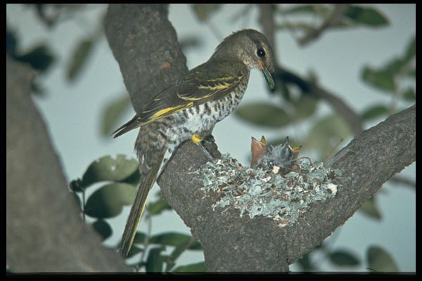 268069 Black Cuckoo Shrike A4 Photo Print