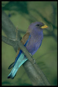268070 Broadbilled Roller A4 Photo Print