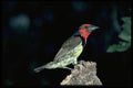 268071 Blackcollared Barbet A4 Photo Print