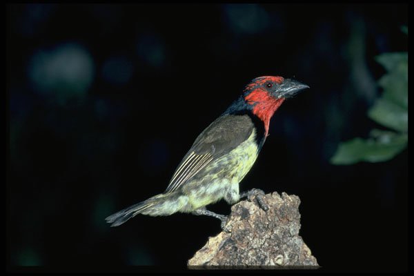 268071 Blackcollared Barbet A4 Photo Print