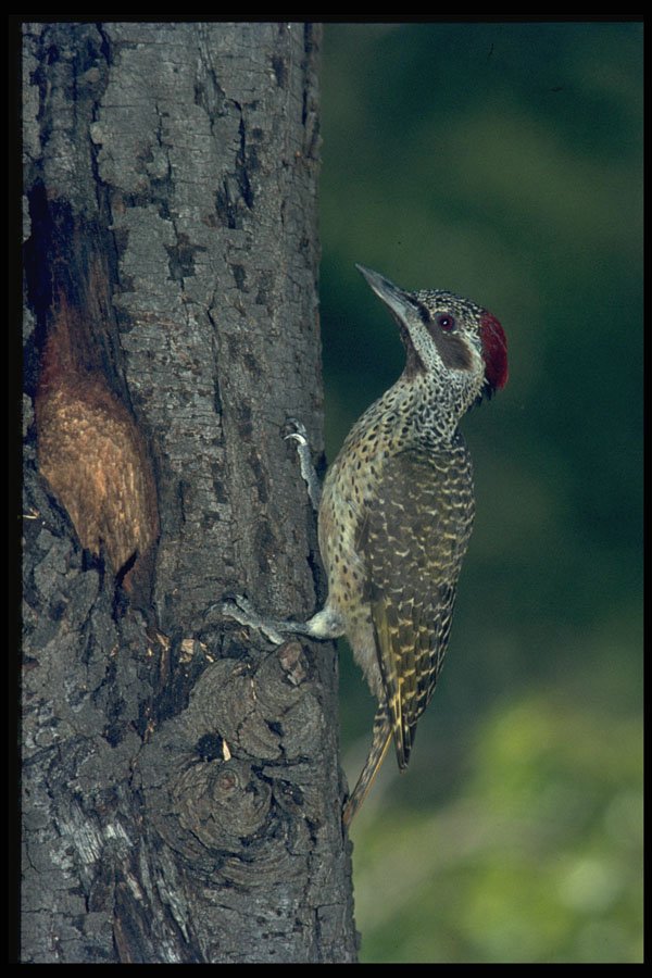 268072 Bennett's Woodpecker A4 Photo Print