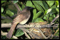 268073 Blackeyed Bulul A4 Photo Print