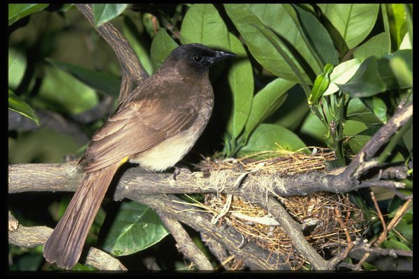 268073 Blackeyed Bulul A4 Photo Print